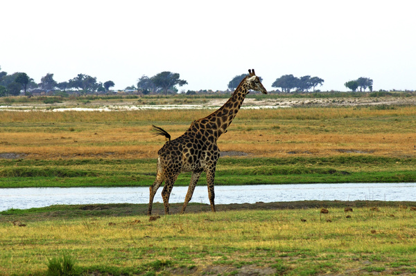 Giraffe on the grassland Stock Photo 05