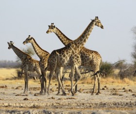 Giraffe on the grassland Stock Photo 06