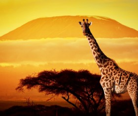 Giraffe on the grassland Stock Photo 07