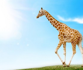 Giraffe on the grassland Stock Photo 08