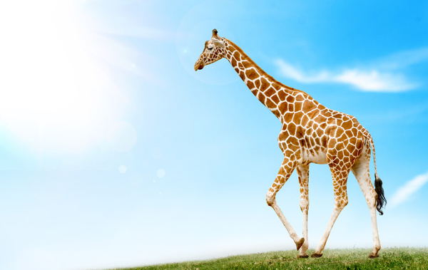 Giraffe on the grassland Stock Photo 08