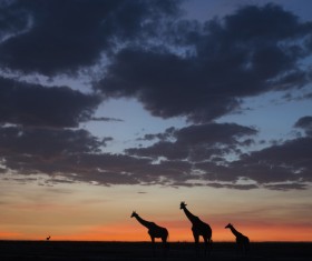 Giraffe on the grassland Stock Photo 09