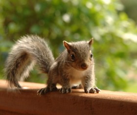 Grey squirrel Stock Photo