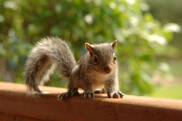Grey squirrel Stock Photo