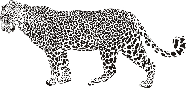Hand drawn leopard vector illustration 02