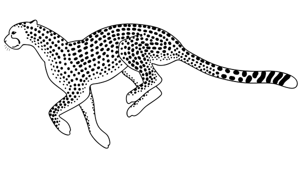 Hand drawn leopard vector illustration 05