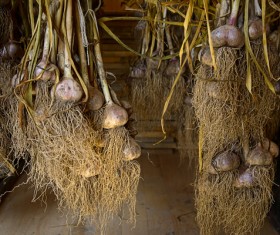 Hanging garlic under the roof Stock Photo