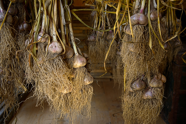 Hanging garlic under the roof Stock Photo