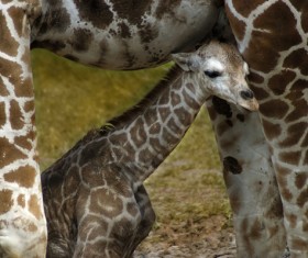 Little Giraffe Stock Photo