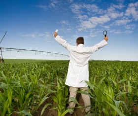 Man cheering in cornfield Stock Photo