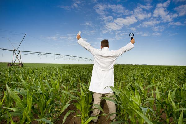 Man cheering in cornfield Stock Photo