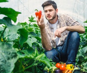 Man picking vegetables in greenhouse Stock Photo