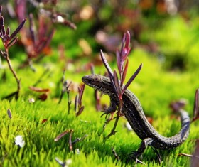 Meadow Wild Lizard Stock Photo