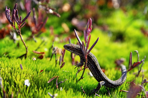 Meadow Wild Lizard Stock Photo
