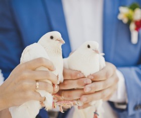 Newly-married couple holding white pigeons Stock Photo