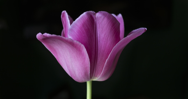 One flower on a dark background Stock Photo 01