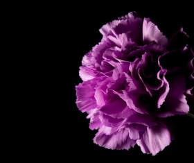 One flower on a dark background Stock Photo 03