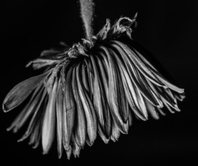 One flower on a dark background Stock Photo 05