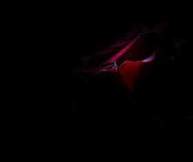 One flower on a dark background Stock Photo 06