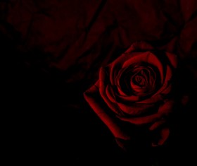 One flower on a dark background Stock Photo 07