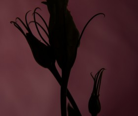 One flower on a dark background Stock Photo 10