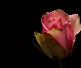 One flower on a dark background Stock Photo 13