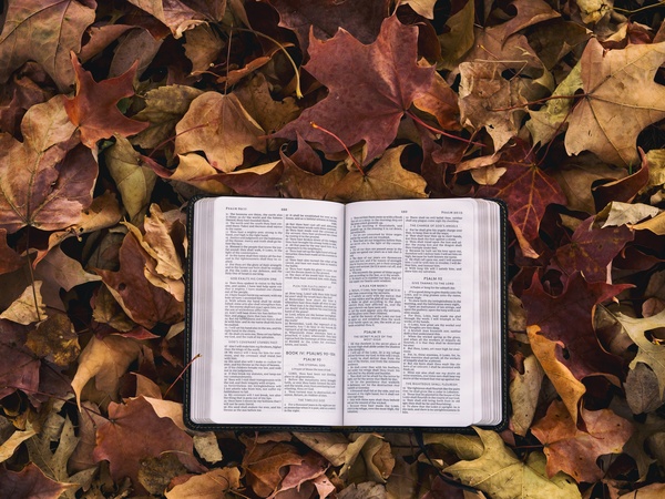 Open book placed on dead leaves Stock Photo