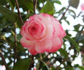 Pink camellia Stock Photo