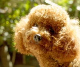 Plush brown teddy dog Stock Photo