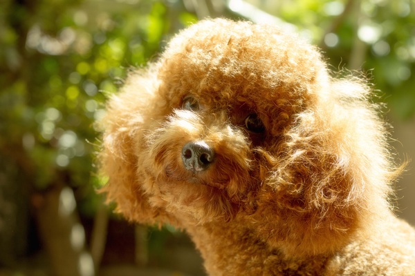 Plush brown teddy dog Stock Photo