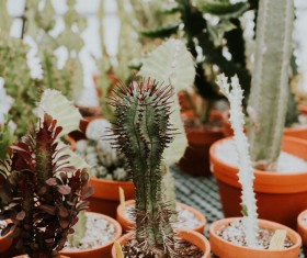 Potted prickly cactus Stock Photo