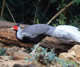 Pretty wild pheasant Stock Photo
