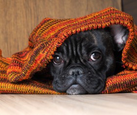 Puppies covered with blankets Stock Photo