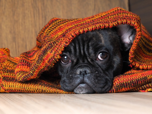 Puppies covered with blankets Stock Photo