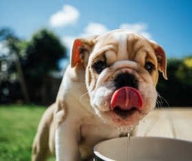 Puppies drink water Stock Photo