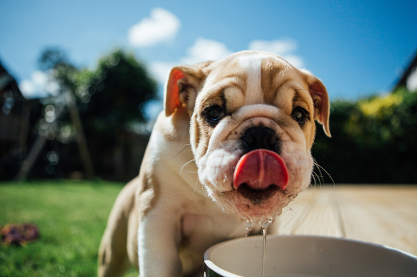 Puppies drink water Stock Photo