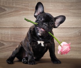 Puppies hold in the mouth roses Stock Photo