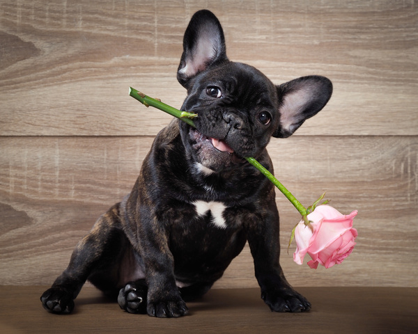 Puppies hold in the mouth roses Stock Photo