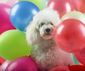 Puppy in balloon Stock Photo