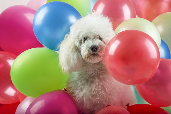 Puppy in balloon Stock Photo