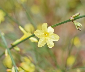 Raindrops Yellow Spring Flowers Stock Photo