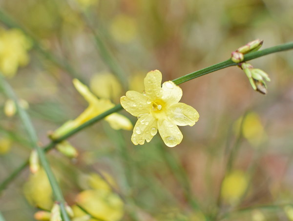 Raindrops Yellow Spring Flowers Stock Photo