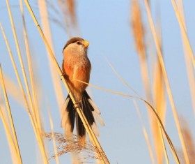 Rare Bird Species Reed Parrotbill Stock Photo