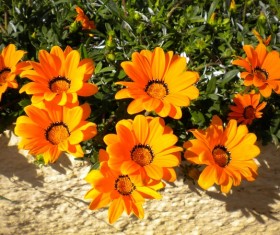 Resplendent orange flowers Stock Photo