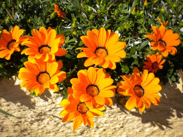 Resplendent orange flowers Stock Photo