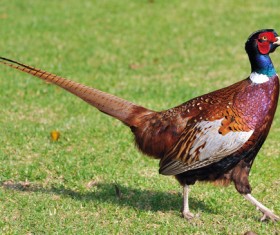 Ring-necked pheasant Stock Photo 01