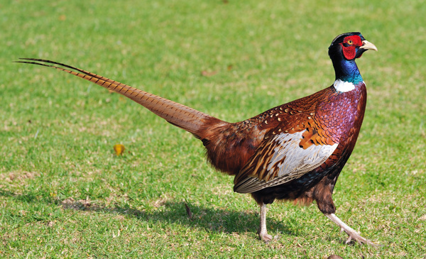 Ring-necked pheasant Stock Photo 01