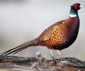 Ring-necked pheasant Stock Photo 02