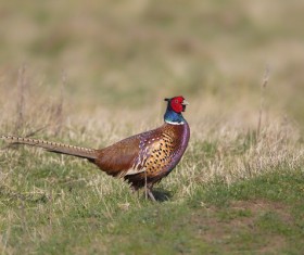 Ring-necked pheasant Stock Photo 03