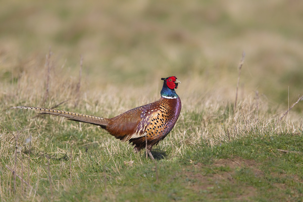 Ring-necked pheasant Stock Photo 03